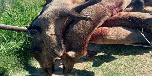 Söke’de mücadele amaçlı yaban domuzu sürek avı başlıyor