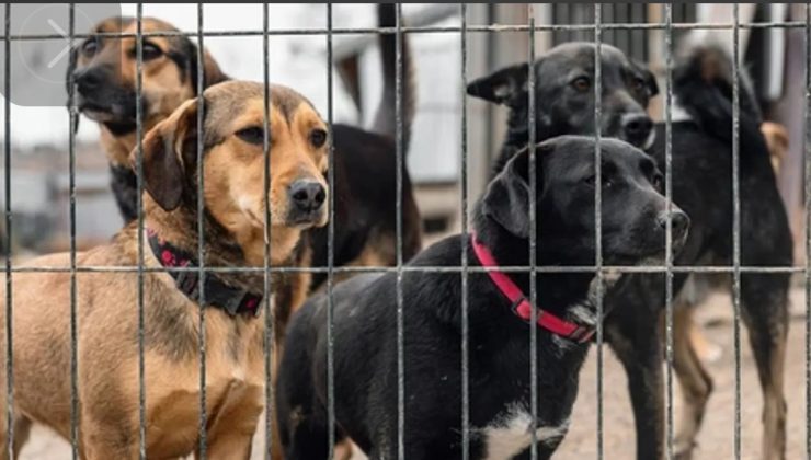 150 köpeğin zehirlenerek öldürüldüğü iddialarına Bitlis Valiliği’nden açıklama