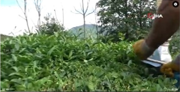 Çay toplamayı kolaylaştıran Rizeli şimdi de kesilen çayları taşıma sorununu çözdü