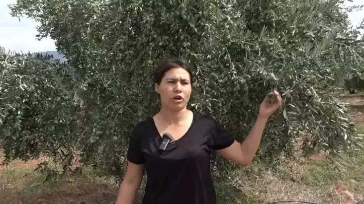 Aydın’da Zeytin Hasadı Başladı, Üreticiler Zor Durumda