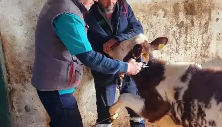 Aydın’da Şap Hastalığıyla Mücadele Sürüyor