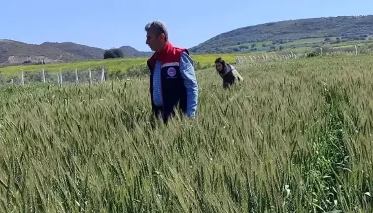 Didim’de Hububat Alanlarında Bitki Sağlığı Kontrolleri Tamamlandı