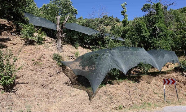 Aydın’da don afeti mağduru üreticilere 50 milyon liralık destek