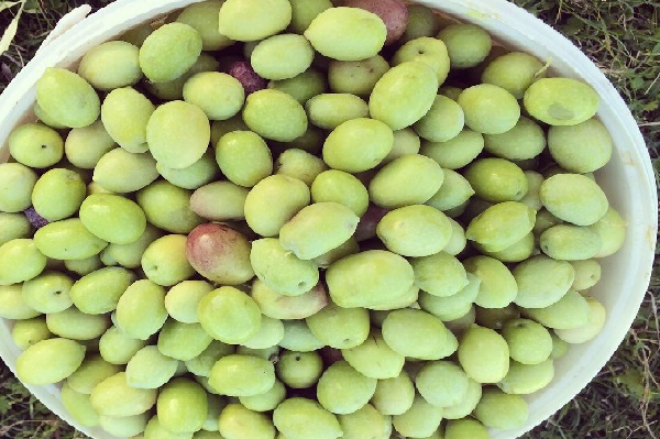 Köşk İlçe Tarım, Aydın Memecik Zeytini’ne dikkat çekti