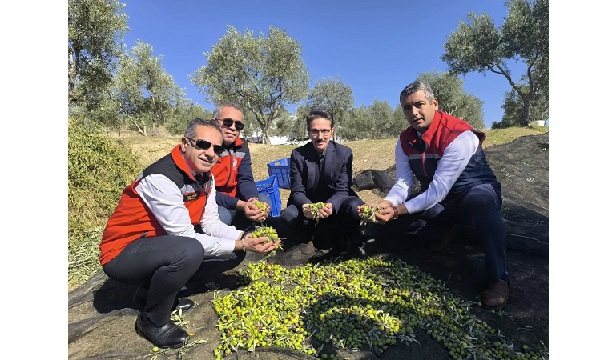 Aydın, zeytincilikte Türkiye’nin zirvesinde