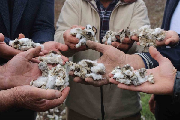 Aydın’da pamuk tarlalarını dolu vurdu