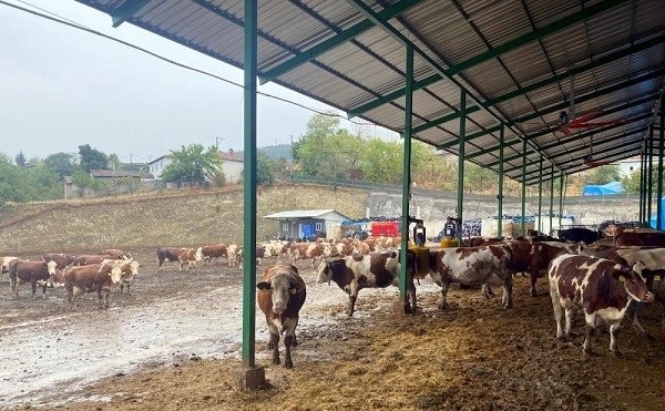 Yapay zeka süt hayvancılığında çığır açtı