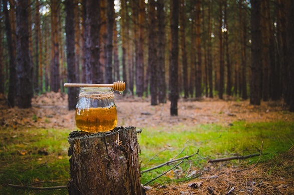 TÜRKİYE ÇAM BALINDA ‘PREMİUM’ ATAĞI: HEDEF 250 MİLYON DOLAR!